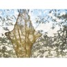 Catellani & Smith Shadow