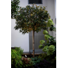 Wever & Ducré Stipo Outdoor Floor Proj 2.0 Led Bodenlampe